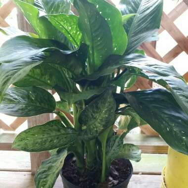 Dumb Cane