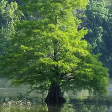 Cypress Tree