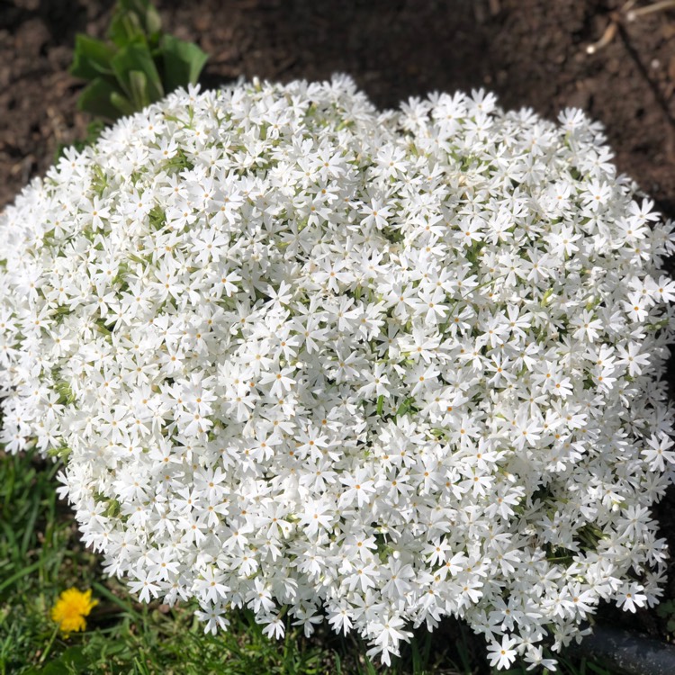 Plant image Phlox subulata 'Snowflake'