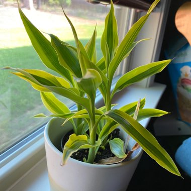 Dracaena 'Lemon Lime'