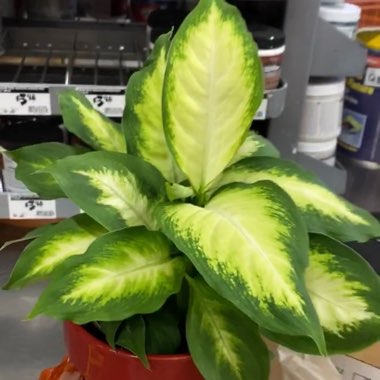 Dumb Cane