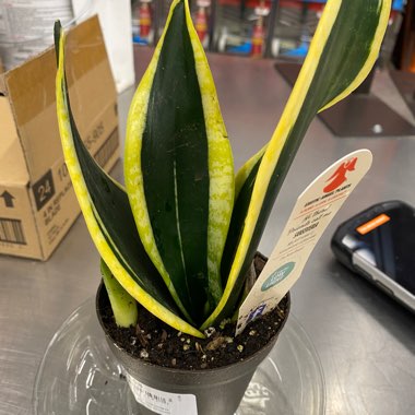 Sansevieria 'Goldflame'