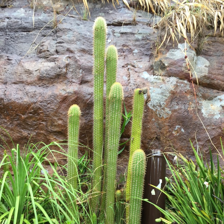 Plant image Echinopsis spachiana