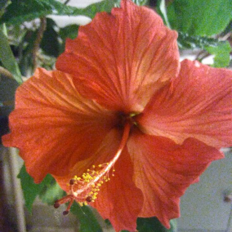 Plant image Hibiscus rosa-sinensis 'Red Giant'