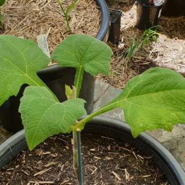 Smallanthus sonchifolius