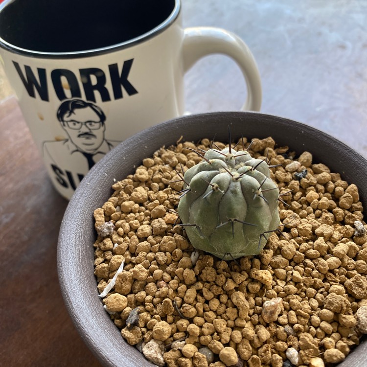 Plant image Copiapoa Cinerea