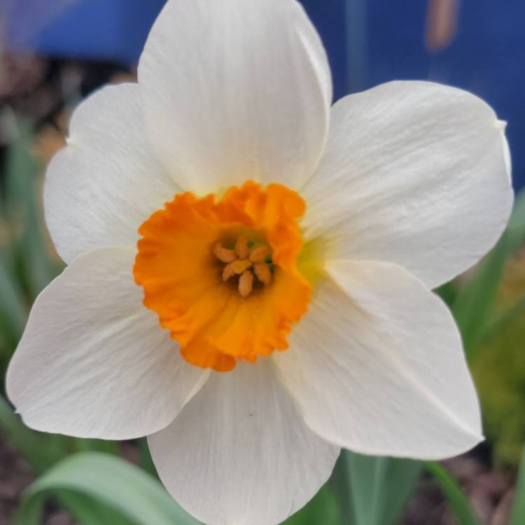 Plant image Narcissus 'Geranium' syn. Narcissus 'Advance'