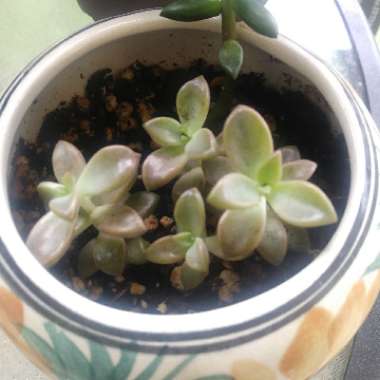 x Graptosedum California Sunset