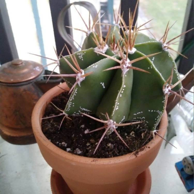 Plant image Astrophytum Ornatum