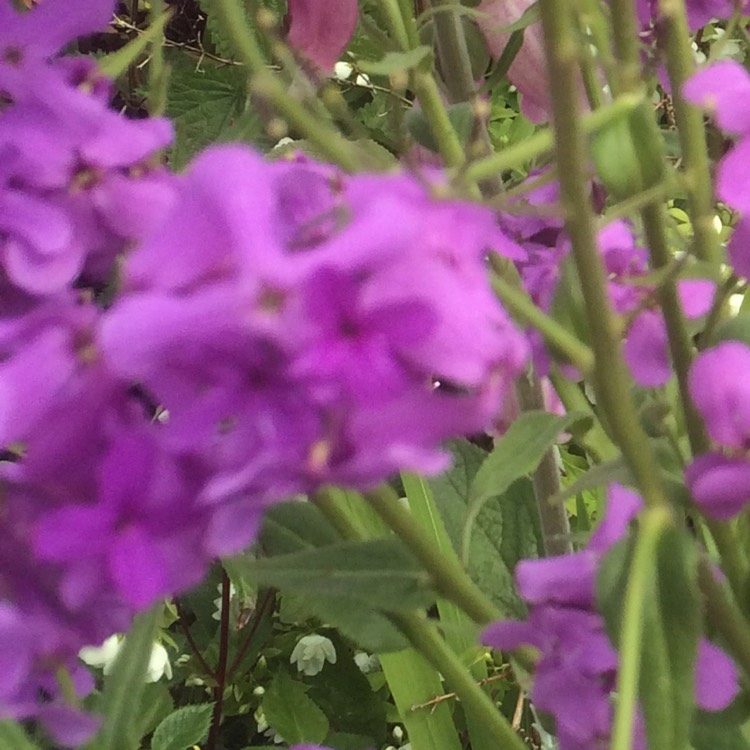 Plant image Hesperis matronalis Crown Mixed