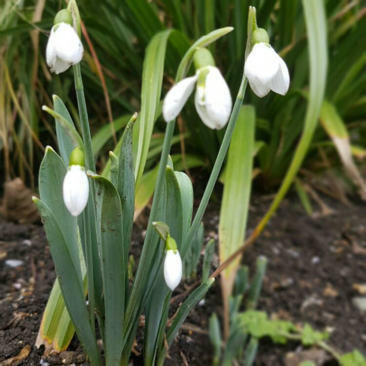 Plant image Galanthus 'Galatea'