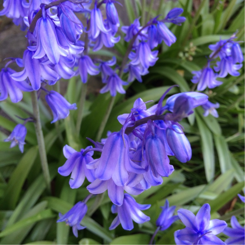 English Bluebell