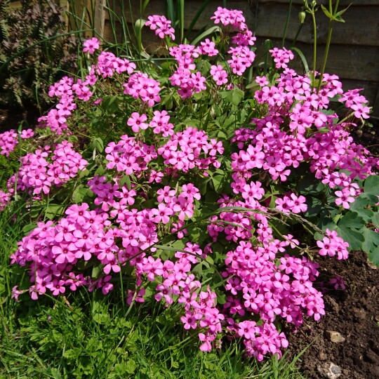 Plant image Oxalis Incarnata