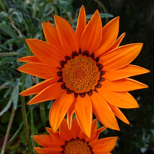 Plant image Gazania 'Daybreak Bright Orange'