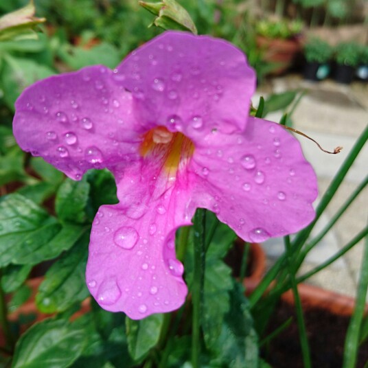 Plant image Incarvillea Delavayi