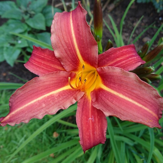 Plant image Hemerocallis 'Autumn Red'