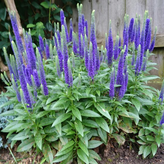 Plant image Veronica spicata 'Ulster Blue Dwarf'