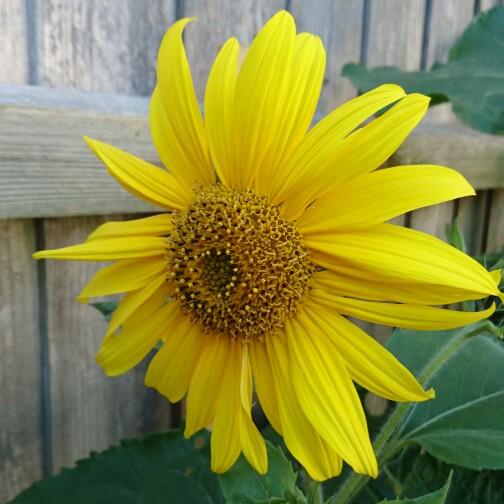 Plant image Helianthus 'maximilianii'