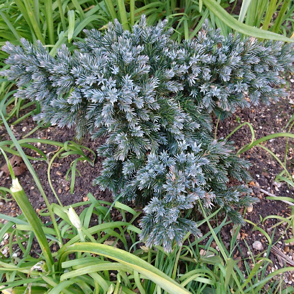 plant image 41076