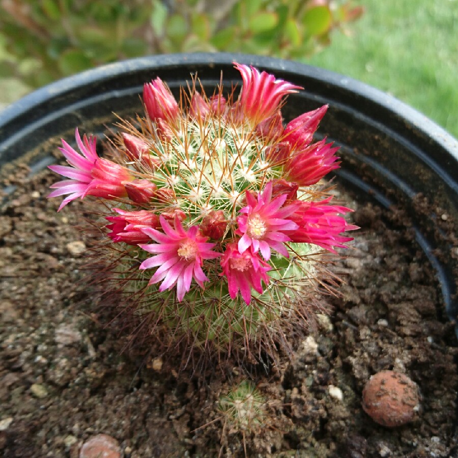 Plant image Mammillaria mercadensis syn. Mammillaria berkiana