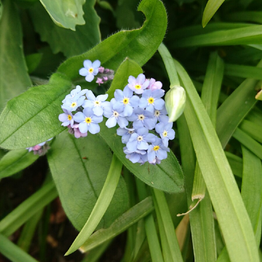 Plant image Myosotis sylvatica 'Mon Amie Blue'