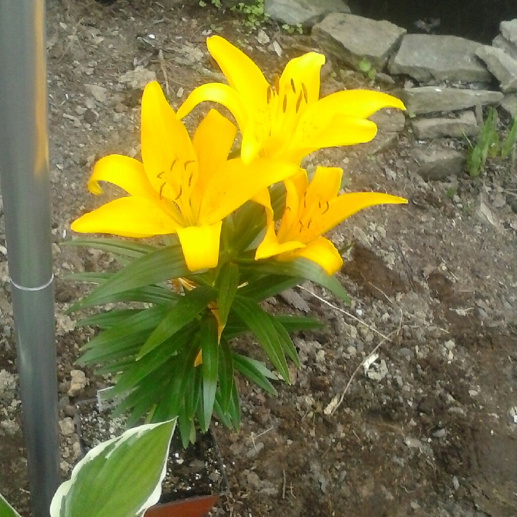 Lily (Asiatic)