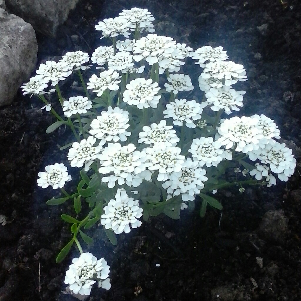 Perennial Candytuft