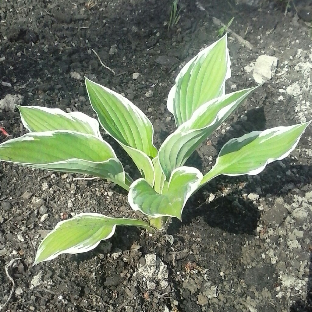 Plantain Lily (Species) White Margined Wavy Plantain Lily