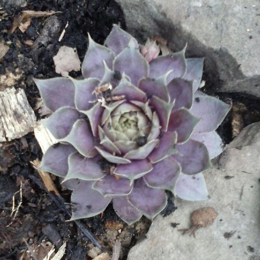 Succulent