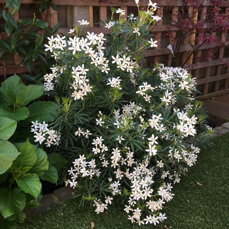 Plant image Choisya x dewitteana 'White Dazzler'