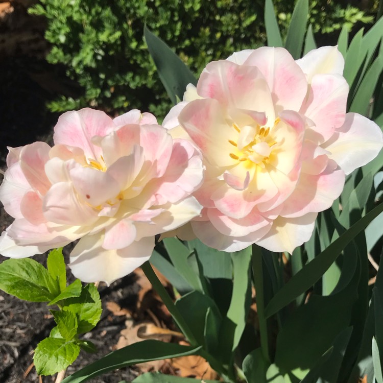 Plant image Tulipa 'Angelique'