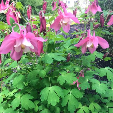 Aquilegia Caerulea