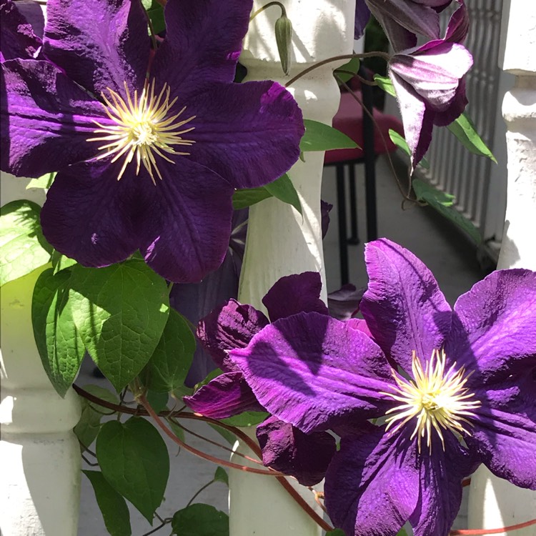 Plant image Clematis Jackmanii Purpurea 'Zojapur'