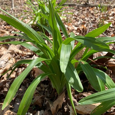 Gretchen's garden