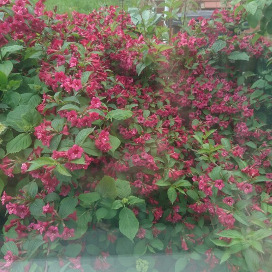 Plant image Weigela 'Bristol Ruby'