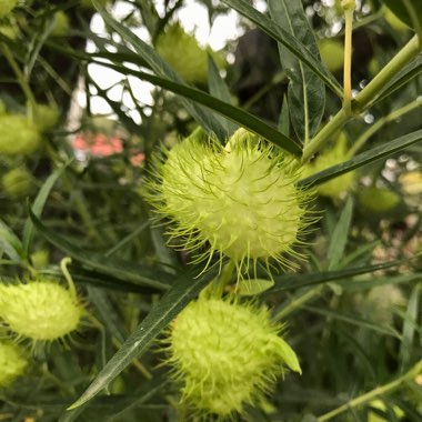 Gomphocarpus 'Hairy Balls'