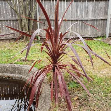 Cabbage Tree 'Red Sensation'