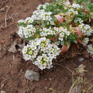 Sweet Alyssum