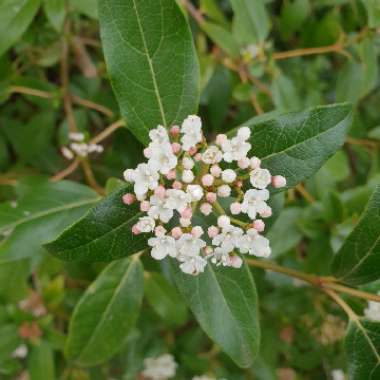 Burkwood Viburnum