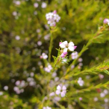 Confetti bush