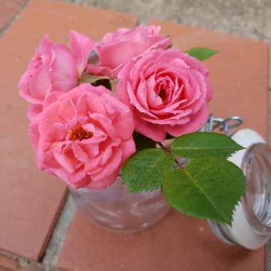 Rose (Miniature)