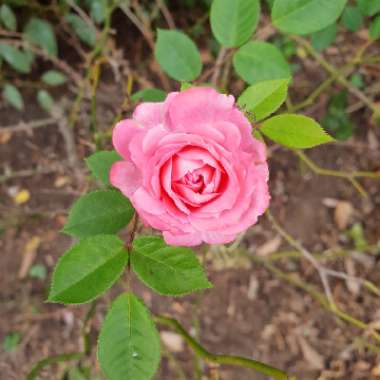 Rose (Miniature)