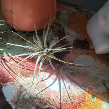 Tillandsia