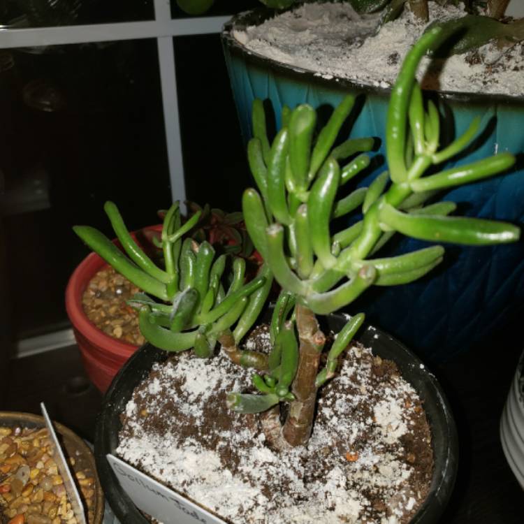 Plant image Crassula Ovata 'Gollum'