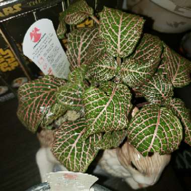 Fittonia argyroneura syn. Fittonia verschaffeltii