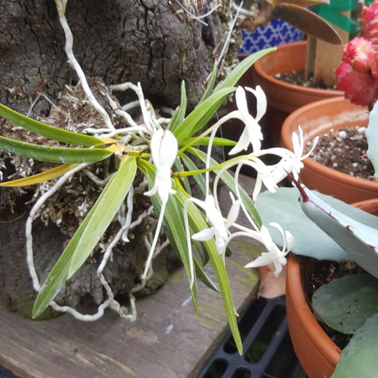 Plant image Vanda falcata syn. Neofinetia falcata