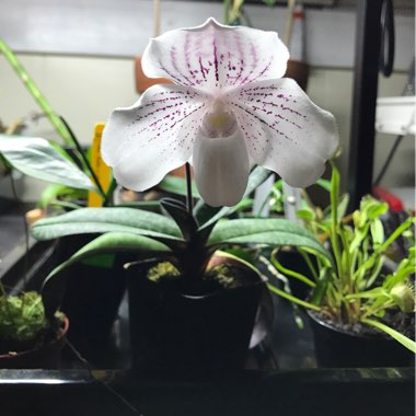 Paphiopedilum glaucophyllum