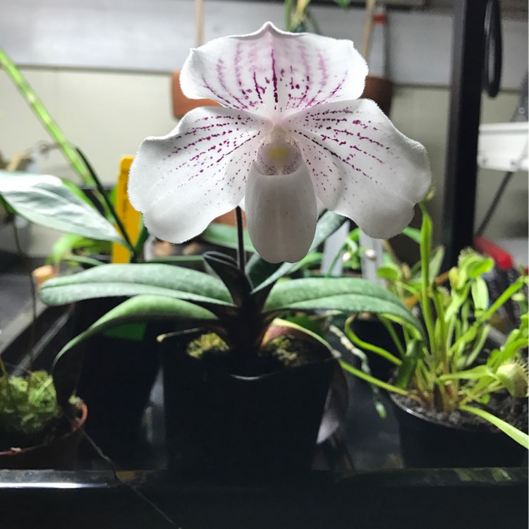 Plant image Paphiopedilum glaucophyllum