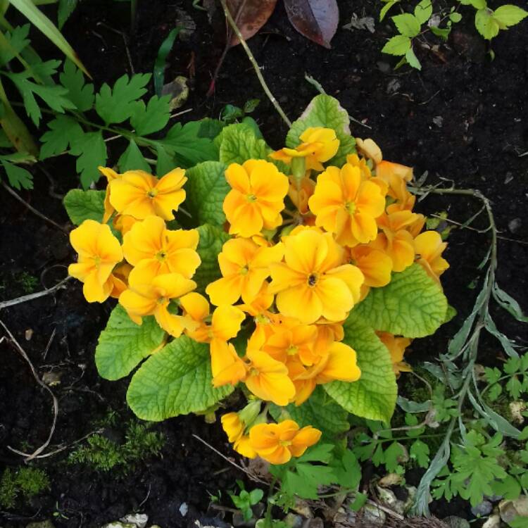 Plant image Primula Vulgaris 'Double Princess'