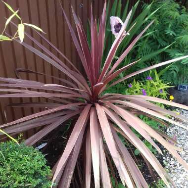 Cabbage Tree 'Red Star'